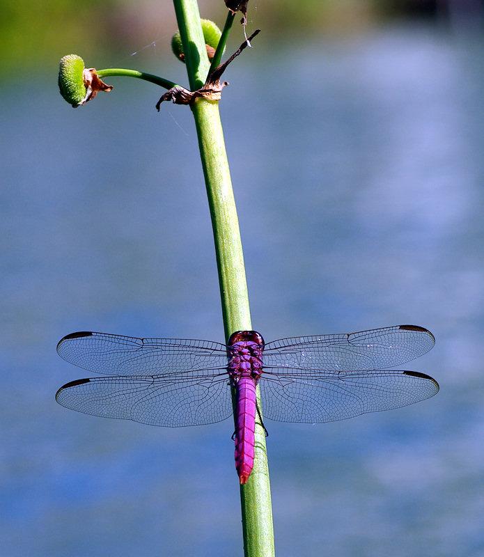 drag1.jpg - Purple Skimmer Libellula jesseana, apparently these are a Florida native that is becoming rare and endangered, I know I have never seen this color in a dragonfly before.  Gasparilla Island FL 7/2008.