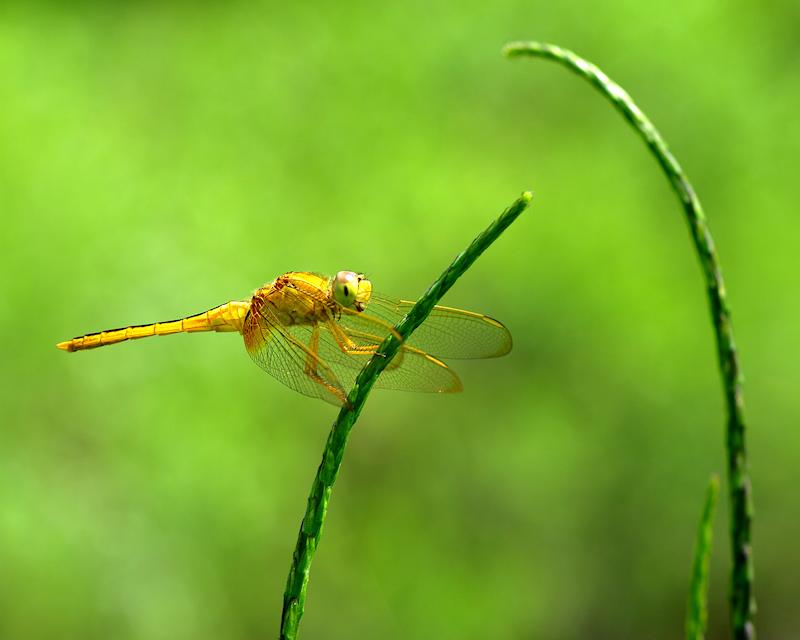draga6.jpg - Scarlett Skimmer Female (family:  Libellulidae, genus:  Crocothemis, species:  servilia)  Boca Grande Florida