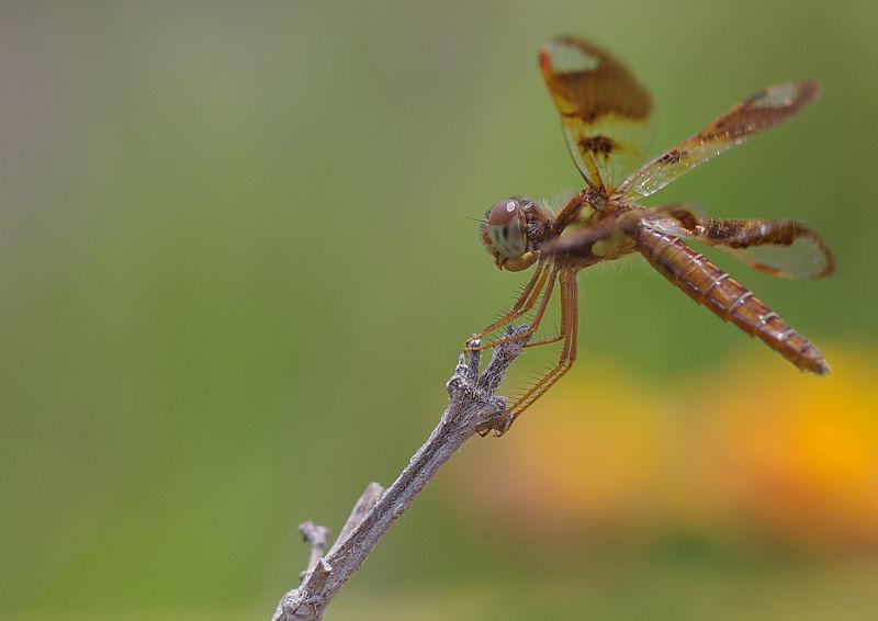 dragon1.jpg - Eastern Amberwing Dragonfly