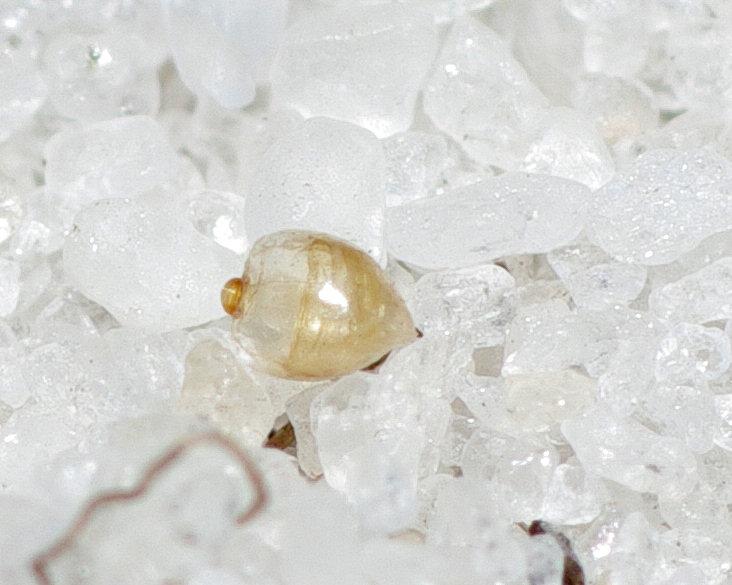 egg2.jpg - Bee Fly Egg.  The white crystals are grains of very fine sand.