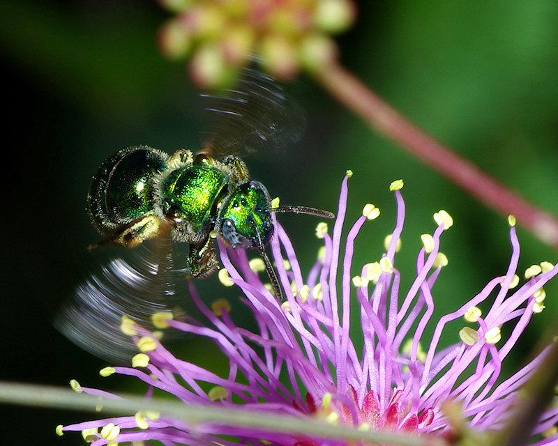 flight1.jpg - Halcid Bee, probably Augochlora pura, Lake Placid Florida