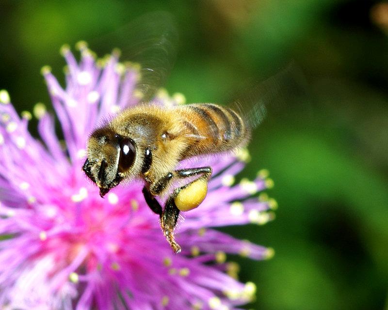 flight2.jpg - Honeybee in Flight