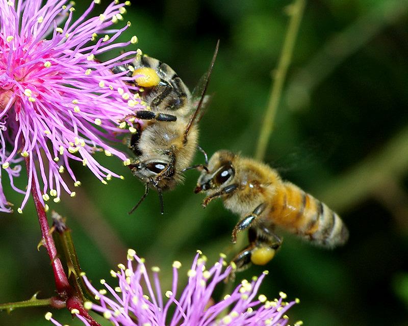 flight3.jpg - Honeybees