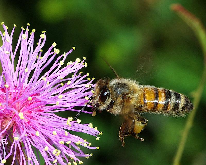 flight4.jpg - Honeybee in Flight, with Mimosa flower