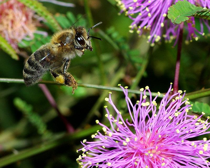 flight6.jpg - Honeybee in flight with Mimosa Flowers, Lake Placid Florida