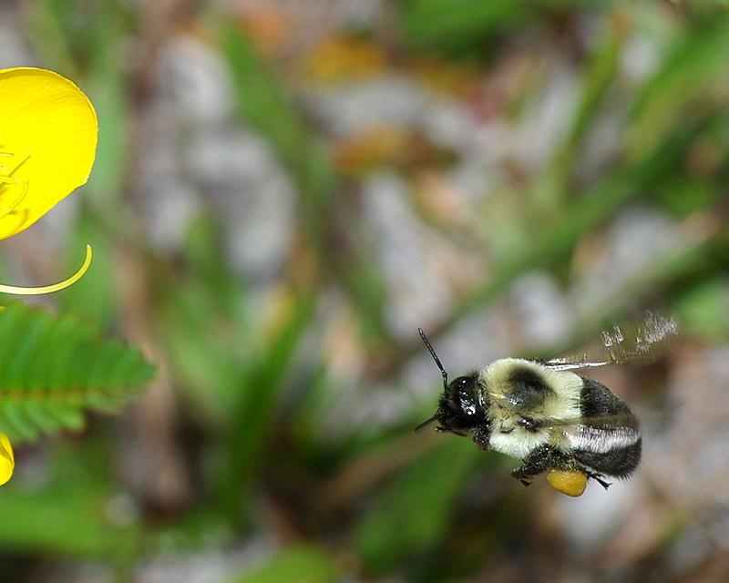 flight9.jpg - Bumblebee in Flight