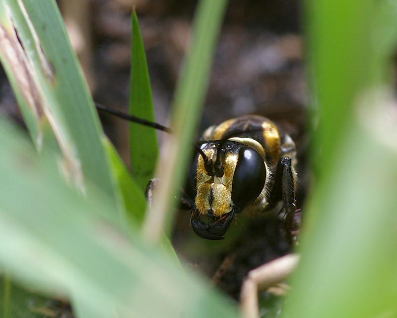 gldgrndwasp1.jpg - Great Golden Digger Wasp (Sphex ichneumoneus)  K10d and Kiron 105mm macro.  Lake Placid FL