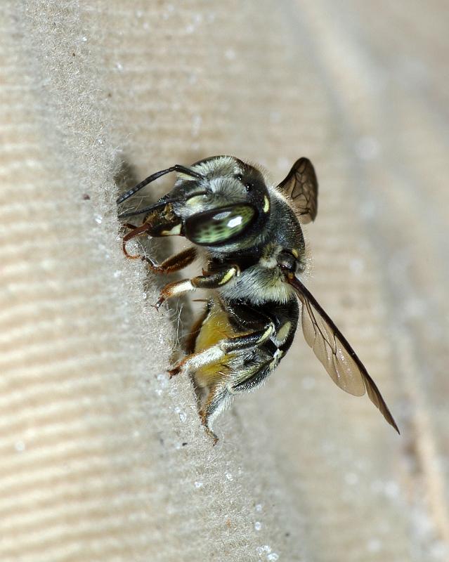 melissodes1.jpg - Megachilid Bee, possibly Anthidium maculifrons, Lake Placid Florida.  Megachilids do not include "sweat bees" but it appeared this one was licking something off my clothing.  This genus is also referred to as a Wool Carder Bee, so possibly it was gathering material for its nest.
