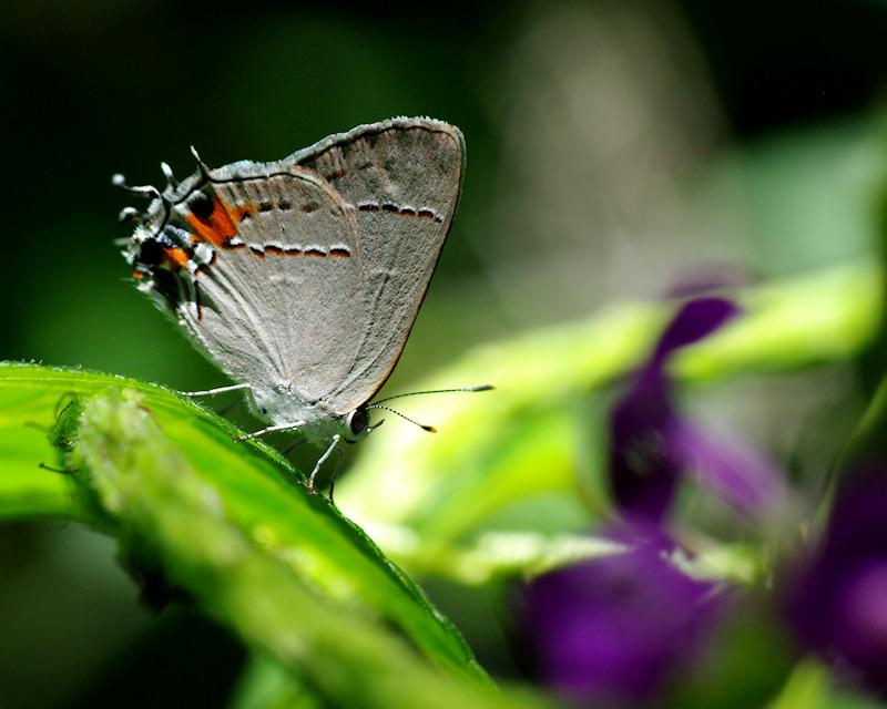 unkbf.jpg - Hairstreak Butterfly, about the size of a dime.  Either a Gray Hairstreak (Strymon Melinus) or Southern Oak Hairstreak (Satyrium Favonius).  Sebring FL